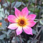 Dahlia 'Sparkler’ x 5 Pack - 5cm Plug Plants For Sale