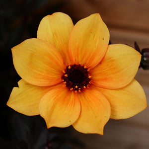 Dahlia Mystic 'Spirit' x 3 Pack - 7cm Plants For Sale