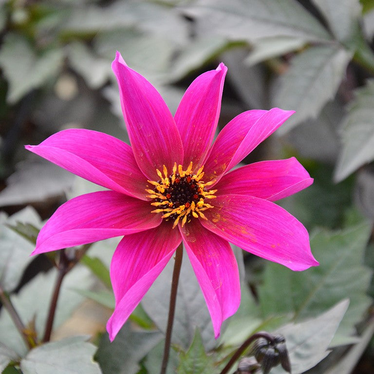 Dahlia Mystic 'Wizard' x 5 Pack - 5cm Plug Plants For Sale