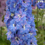 Delphinium ‘Blue Lace’ – 3 Plant Pack - 5cm Plug Plant - Free P&P