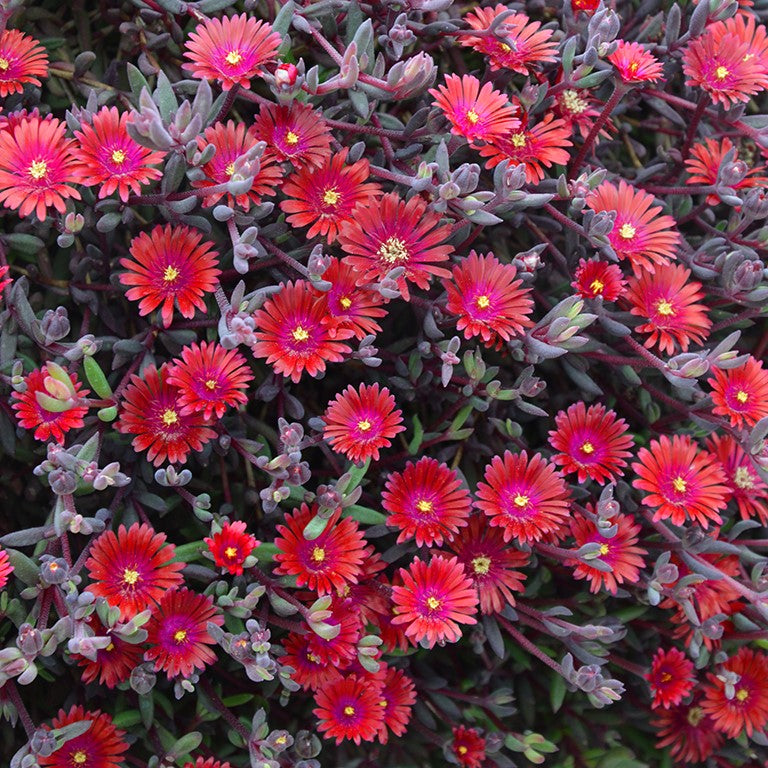 Delosperma Desert Dancers 'Red' x 9 Pack - 3cm Plug Plants For Sale