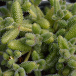Delosperma echinatum (Pickle Plant) – 5 Pack | 3cm Plug Plants - FREE P&P