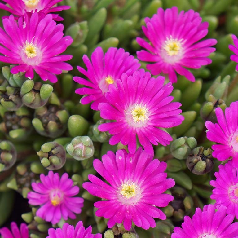 Delosperma Jewel of Desert 'Opal' x 5 Pack - 5cm JUMBO Plug Plants For Sale