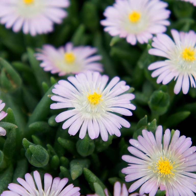 Delosperma Jewel of Desert 'Rosequartz' x 9 Pack - 3cm Plug Plants For Sale