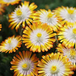 Delosperma Jewel of Desert Topaz x 5 Pack – 5cm Plug Plants FREE P&P