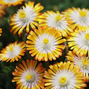 Delosperma Jewel of Desert 'Topaz' x 9 Pack - 3cm Plug Plants For Sale