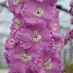 Delphinium ‘Pink Punch’ – 3 Pack | New Millennium Series Delphinium - FREE P&P