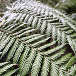 Dicksonia antarctica (Soft Tree Fern) – 3 Pack | Classic Jungle Garden Fern- FREE P&P