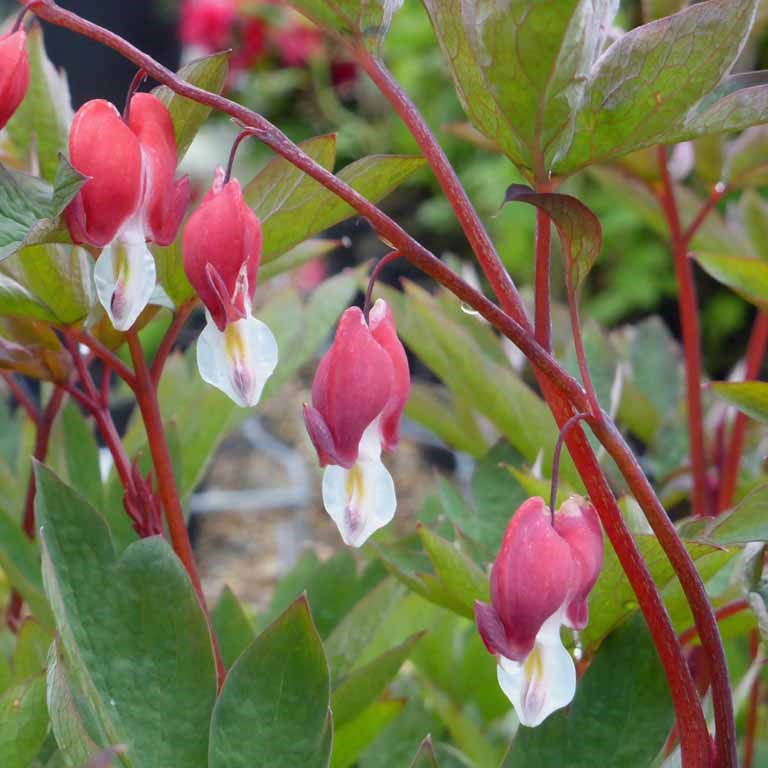 Dicentra 'Valentine' 'Bleeding Heart' x 5 Pack - 5/5cm JUMBO Plug Plants For Sale