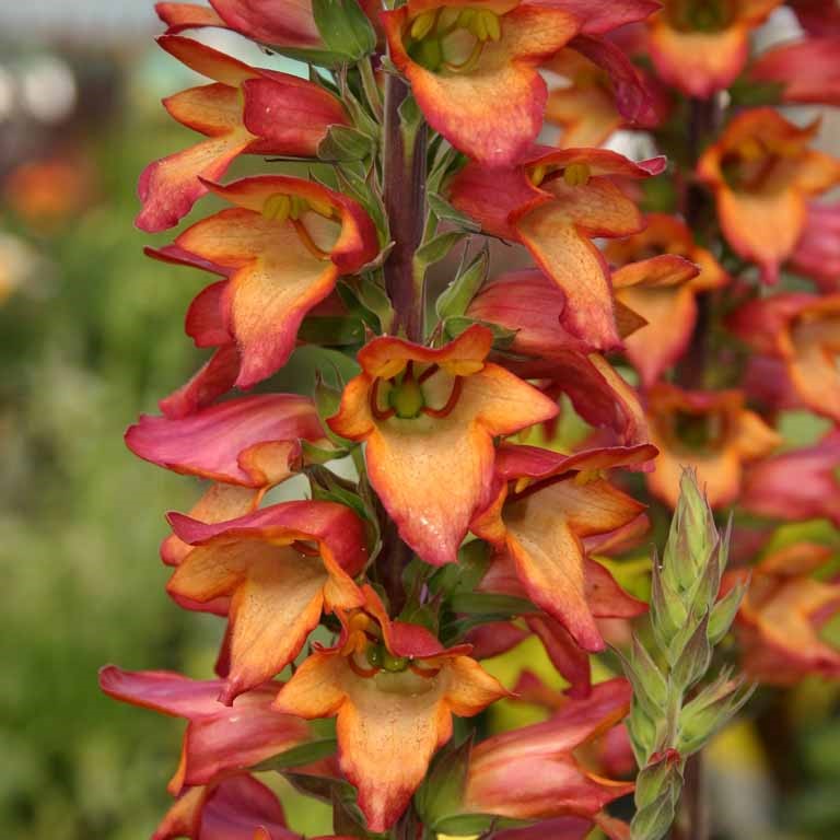 Digitalis Illumination 'Flame' x 3 Pack - 7cm Plants For Sale