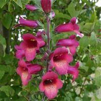 Digitalis Illumination 'Raspberry' x 3 Pack - 7cm Plants For Sale