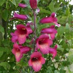 Digitalis Illumination 'Raspberry' x 3 Pack - 5cm Plants For Sale FREE P&P