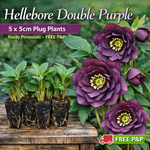 Hellebore Double Purple – 5 Plug Plants | Hardy Evergreen Perennial (5cm) – FREE P&P