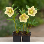 🌼 Hellebore Single Yellow Spotted – 3 Garden‑Ready Plug Plants (5cm) | FREE P&P