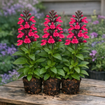Salvia ‘Melba Magic® Raspberry’ Plug Plants – 3 Pack - 5cm PLug Plant - FREE P&P