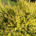 Escallonia ‘Good As Gold’ – 5 Pack | Golden Evergreen Shrub - FREE P&P