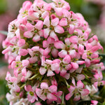 Escallonia ‘Showstopper’ – 5cm Plug Plants | Compact Evergreen Shrub | 5 Pack - FREE P&P