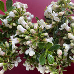 Escallonia ‘White Spires’ – 5 Pack | Evergreen Flowering Shrub - FREE P&P