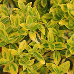 Euonymus Emerald Gold Shrub x 5 Pack - 5cm Plug Plants For Sale FREE P&P