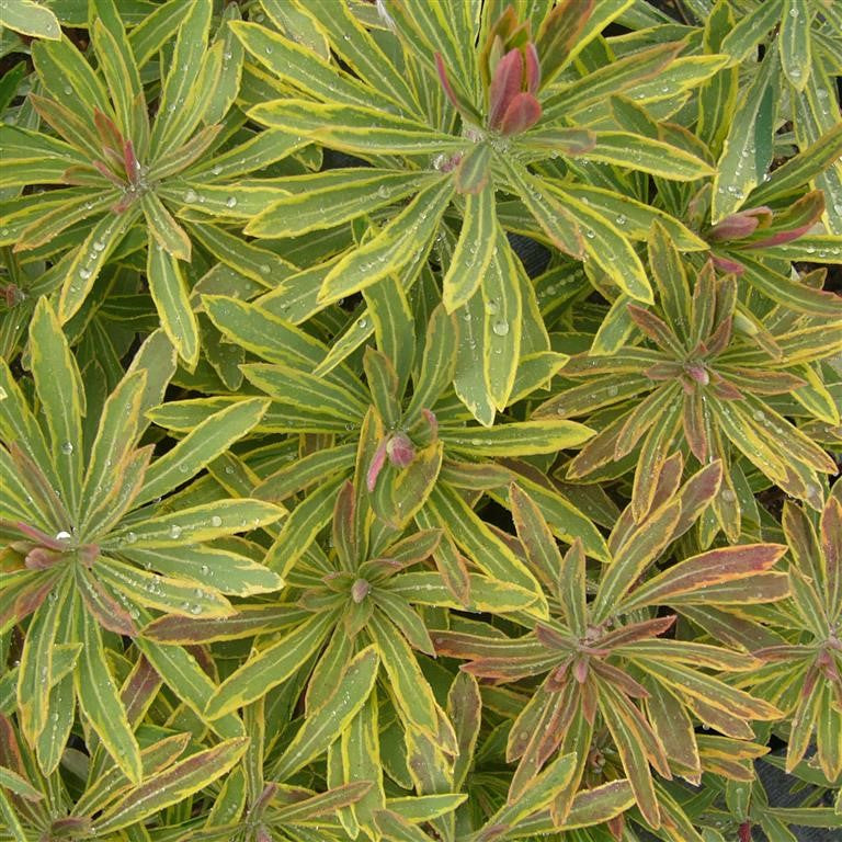 Euphorbia 'Ascot Rainbow' x 5 Pack - 5/5cm JUMBO Plug Plants For Sale