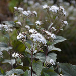 Eupatorium rugosum ‘Chocolate’ – 5 Plug Plants | Dark Foliage Perennial (5cm) – FREE P&P