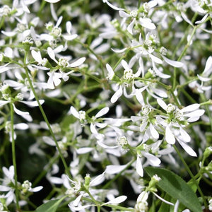 Euphorbia 'Diamond Frost' x 5 Pack - 5/5cm JUMBO Plug Plants For Sale