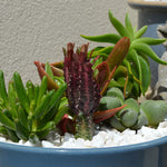 Euphorbia trigona ‘Rubra’ – 3 × 5cm Plants (FREE P&P)