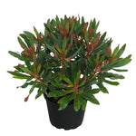 Euphorbia ‘Xenia’ – 3 Jumbo Plug Plants | Hardy Bronze Perennial - FREE P&P