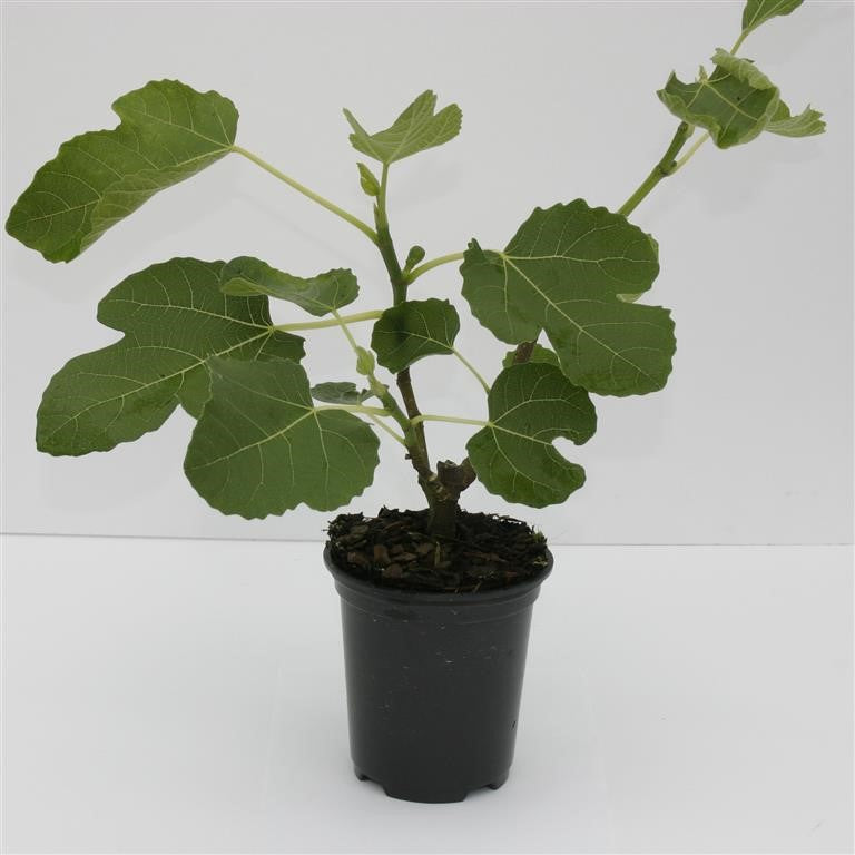 Ficus carica 'Brown Turkey' x 1 Pack - 11cm Potted Plant For Sale