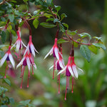 Fuchsia magellanica ‘Arauco’ – 3 Plug Plants (5cm) Hardy Shrub Fuchsia | Free P&P