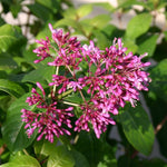 Fuchsia arborescens Plug Plants – 3 Pack - 5 cm Plug Plant - FREE P&P