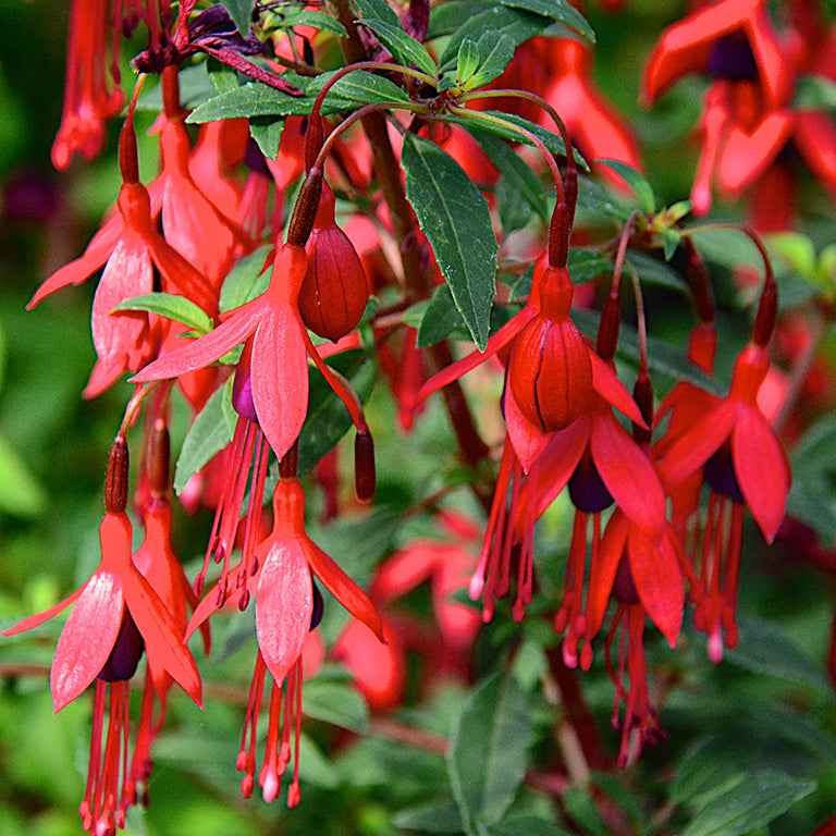 Fuchsia David Perennial Plant x 5 Pack - 5cm Plug Plants FREE P&P
