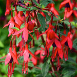 Fuchsia David Perennial Plant x 5 Pack - 5cm Plug Plants FREE P&P