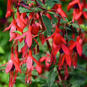 Fuchsia David Perennial Plant x 5 Pack - 5cm Plug Plants FREE P&P