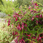 Fuchsia ‘Dying Embers’ Plug Plants – 3 Pack - 5 cm Plug Plant - FREE P&P