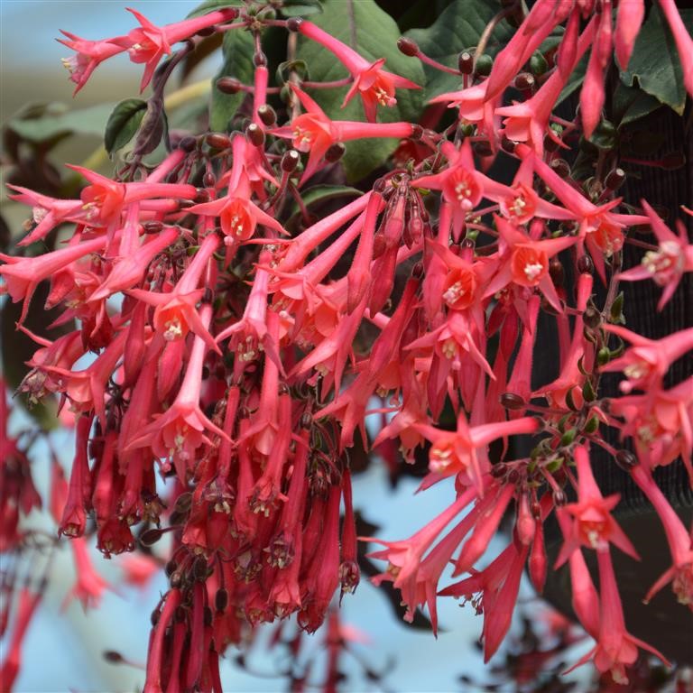Fuchsia 'Eruption' Plants x 5 Pack - 5cm Plug Plants For Sale P&P
