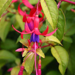 Fuchsia ‘Genii’ – 5 Plug Plants (3cm) Golden Foliage Fuchsia | Free P&P