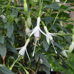 Fuchsia ‘Hawkshead’ – 3 Plug Plants (5cm) Hardy White Fuchsia | Free P&P
