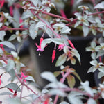 Fuchsia ‘Silver Linings’ Plug Plants – Variegated Hardy Fuchsia x5 - FREE P&P
