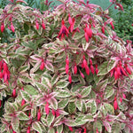Fuchsia ‘Sunray’ Plug Plants – Golden Variegated Hardy Fuchsia x5 - FREE P&P