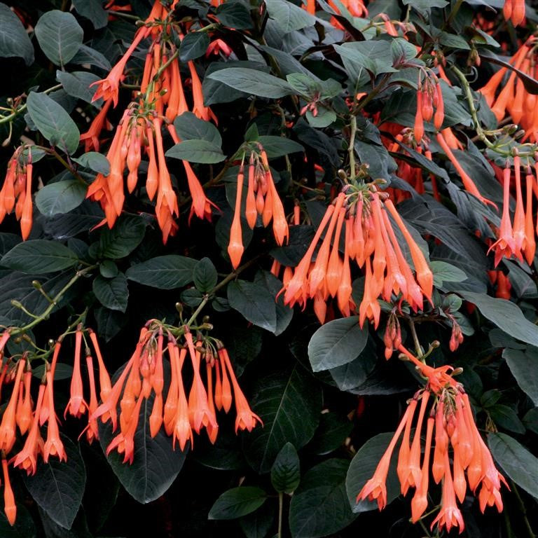 Fuchsia triphylla 'Thalia' Perennial x 5 Pack - 5cm Plug Plants FREE P&P