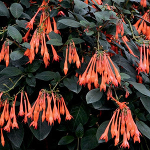 Fuchsia triphylla 'Thalia' Perennial x 5 Pack - 5cm Plug Plants FREE P&P