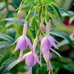 Fuchsia ‘Whiteknights Pearl’ – 5cm Plug Plants | Hardy Bush Fuchsia | 5 Pack - FREE P&P