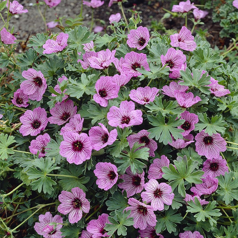 Geranium cinereum Ballerina Plants x 5 Pack - 5cm Plug Plants For Sale FREE P&P