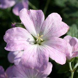 Geranium Dreamland Perennial Plants x 5 Pack - 5cm Plug Plants For Sale FREE P&P