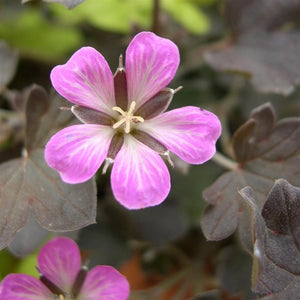 Geranium Dusky Rose Plants x 5 Pack - 5cm Plug Plants For Sale FREE P&P