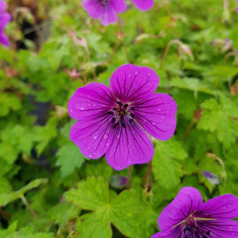 Geranium 'Pink Penny' x 3 Pack - 7cm Plants For Sale