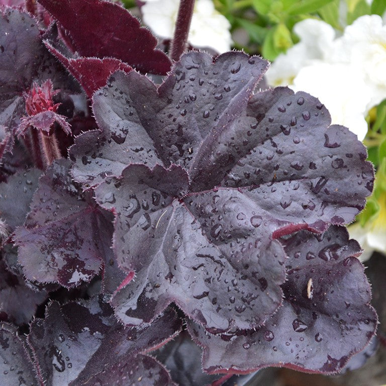 Heuchera 'Black Forest Gateau' x 5 Pack - 5cm Plug Plants For Sale