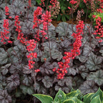 Heuchera ‘Hollywood’ x 3 JUMBO Plug Plants (5cm) - FREE P&P