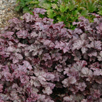 Heuchera ‘Plum Pudding’ – Dark Plum Evergreen Foliage Perennial (5 Pack) - FREE P&P